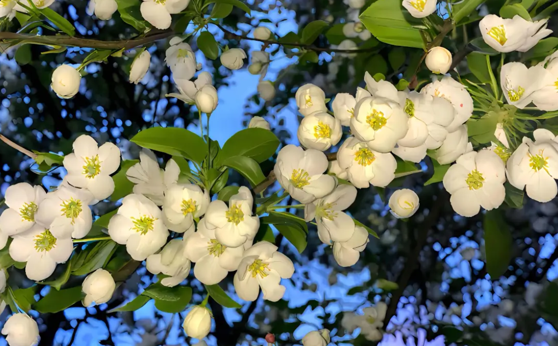 nature4